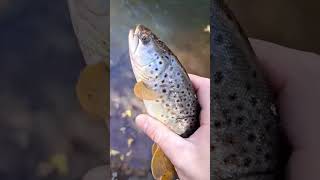 A Fishermans Will is Greater! #shorts #subscribe #river #fish #browntrout