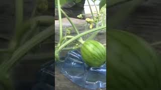 Baby watermelon #short #shortvideo #shortsbeta