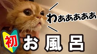 子猫がはじめてのお風呂に入る！ずーっと喋ってるww　Kittens take their first bath! I'm always talking