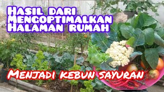 Update kebun sekalian panen berbagai sayuran organik