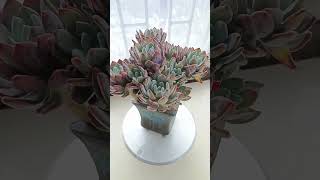 Satisfying Succulent Diy #90