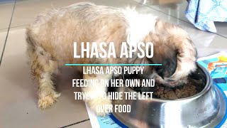 Lhasa Apso Puppy Feeding & Attempting to Hide Food - Lhasa Dog - Lasa Dog Puppy - Candid Feet - 4K