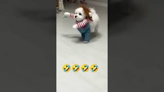 Funny Video.🤣🤣🤣 #trending #funny #funnyvideo #funnyshorts #pets #shortsviral #ytshortsindia #shorts