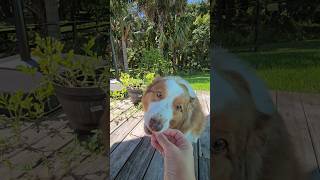 Dehydrated watermelon treats are so yummy! 🍉 😋 #shorts #dog #australianshepherd