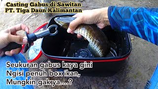 Casting Gabus Di Sawitan Kalimantan (Umpan Softfrog Putih) Landed Babon Gabus Sawitan PT. TIGA DAUN