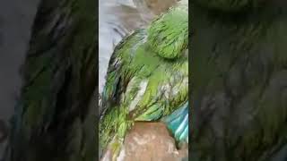 الرفق بالحيوان ارحم من في الارض يرحمكم من في السماء 🐦🐦🤲🤲