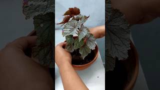 Repotting Cane Begonia Plant - Begonia Plant Repotting