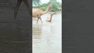 Swimming in water ponds #viralvideo #ytshorts