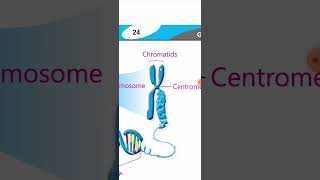 General science 8th chapter 2 basis of heredity