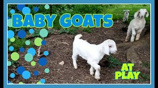 BABY GOATS playing