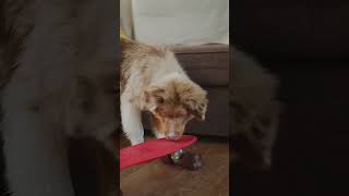 Little angel 😇 #puppy #dog #skateboarding #play #new #subscribe #trend #shortvideo #shorts