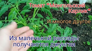 Из маленькой рассады в джунгли. Томаты, огурцы, перцы и многое другое. Теплица