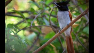 Who sings?🔸 This is the Indian paradise flycatcher