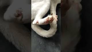 বিড়ালটার পায়ে ব্যাথা পাইছে। Cat lover must hit the like.