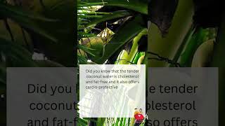 Tender coconut-Did You Know ? #shortsfeed #shorts #shortvideo #facts #factshorts #healthylifestyle