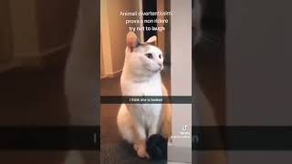 video divertenti di gatti e cani funny video cats dogs cute cat cute dog #cat #dogs #gatti #cani