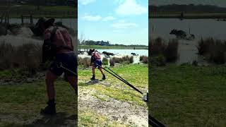 Working out with my cows.