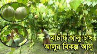 মাচাঁয় আলু চাষ (আলুর বিকল্প আলু) মেটে আলু/গাছ আলু - অপার সম্ভাবনাময় আলুর জাত ও চাষাবাদ