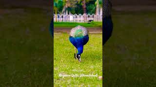 Mazar e Qutbi Ahemadabad morning Peafowl beautiful sound