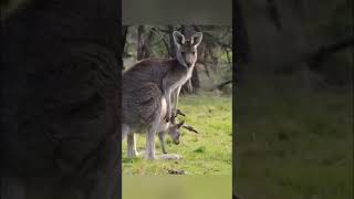 Baby kangaroo out of pouch to see what’s up #shorts