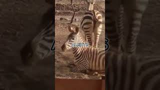 Why Zebras Can’t Sleep Alone