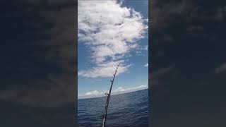 Dropping a jig through huge school of fish! 😅 #fishing #snapper #fishingvideo #fishinglife #jigging