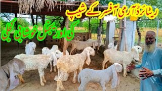 Today visit Retired Army Officer Sheep Farm | Original khushabi sheep farm