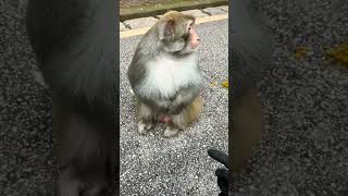 hahaha  monkey wants a pat on his back ..😆😅🤣😂 🐵 #funny #shorts #animals