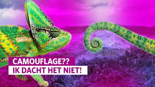 Camouflage kameleon ontrafeld: hoe werkt het en waarom?