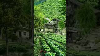 Nature | Village life, Chinese old houses view, China forest village, Nature 4k video | Short video