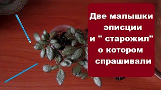 Две малышки эписции и  "старожил" , о котором спрашивали