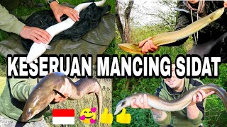 kompilasi jujul lubang mancing sidat , longfin eels shortfin nz  uling monster marmorata bicollor