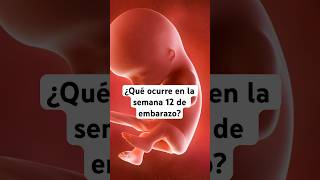 🤔 ¿Qué ocurre en la semana 12 de embarazo? 🤰 Síntomas y desarrollo del bebé