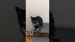 Cat singing