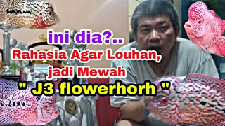 ini dia Kenapa ikan louhan " j3 flowerhorh" ikannya mewah-mewah. #ikanlouhan #louhankamfa