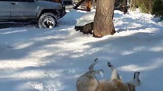 UTC Toy Run - Dec 8, 2018 - Gattaca giving herself a snow bath