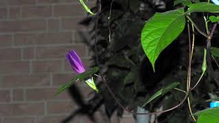 Morning glory bloomed 朝顔の開花（別アングル）