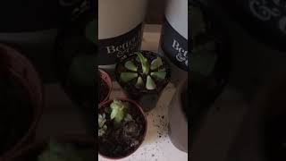 Succulent Propagation Day 15