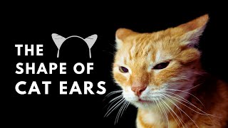 What Does the Shape of Cat Ears Mean? | Why Understanding Your Cat’s Ears Matters