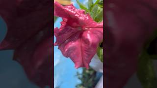 Multicoloured petunia flowers || Home Gardening | #flowers #gardening #youtubeshorts