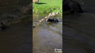 Swimming in the river  German shepherd