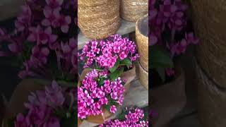 Almanya’da çiçekçi videosu kanalımda#short#garden #gardening#plants