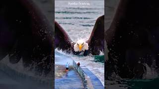 Amazing see eagle catches big fish