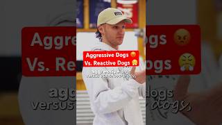 Aggressive Vs. Reactive Dogs