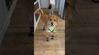 Chester 🐶 is trying out his shoes for the first time #mydog #mypuppy #superdog #superpup #dogshoes