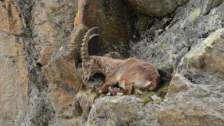 Stambecco in Val Gressoney (Ao)