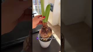 Цветок называется амариллис (Amaryllis) 🌺