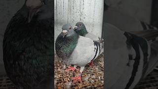 #pigeonracing pigeon racing