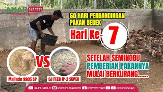 Part #7 | 60 HARI PERBANDINGAN PAKAN BEBEK | Malindo 9905 SP Vs CJ Feed IP-3 Super