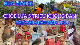 CHỢ CHIM CẢNH ĐẦU NĂM 2024 HỌA MI 500K GẶP CHÒE LỬA 5 TRIỆU KHÔNG BÁN